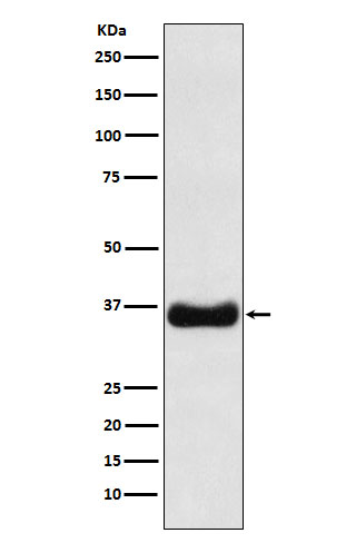 1 - Anti-Olig1 Rabbit Monoclonal Antibody ABO15872