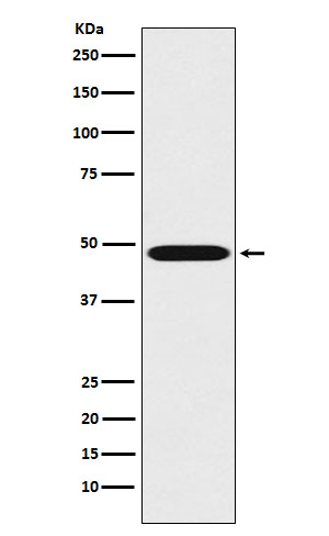 1 - Anti-Renin Rabbit Monoclonal Antibody ABO15874