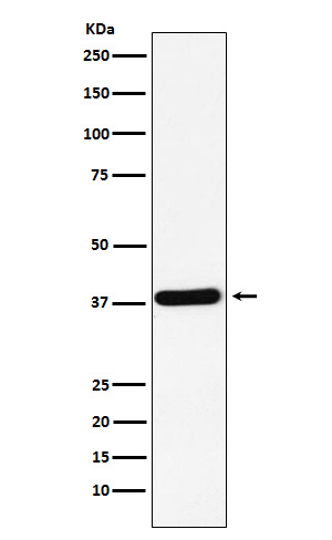 1 - Anti-CRKII Rabbit Monoclonal Antibody ABO15876