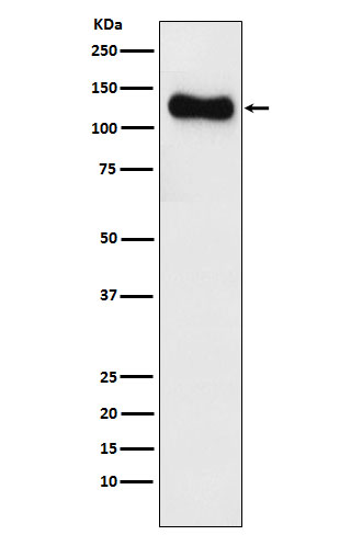 1 - Anti-SAP97 Rabbit Monoclonal Antibody ABO15879
