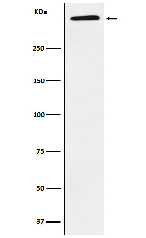 1 - Anti-ApoA Rabbit Monoclonal Antibody ABO15880