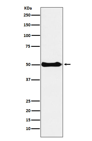 1 - Anti-CSK Rabbit Monoclonal Antibody ABO15885