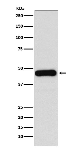 1 - Anti-DNAJA1 Rabbit Monoclonal Antibody ABO15887