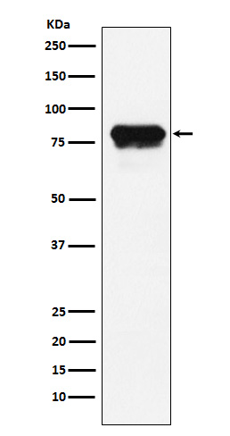 1 - Anti-PLTP Rabbit Monoclonal Antibody ABO15891