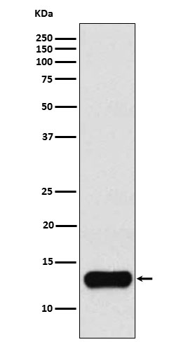 1 - Anti-Cystatin A Rabbit Monoclonal Antibody ABO15893