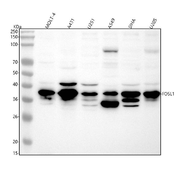 1 - Anti-FRA1 Rabbit Monoclonal Antibody ABO15894