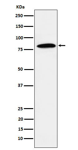 1 - Anti-DBF4 Rabbit Monoclonal Antibody ABO15897