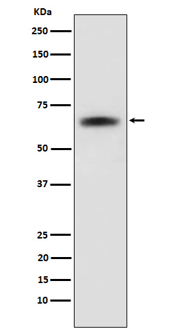 1 - Anti-SENP2 Rabbit Monoclonal Antibody ABO15900