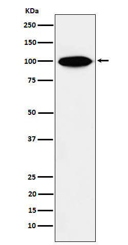 1 - Anti-KIFAP3 Rabbit Monoclonal Antibody ABO15901
