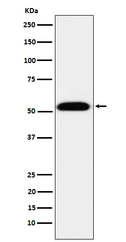 1 - Anti-TEAD1 Rabbit Monoclonal Antibody ABO15902