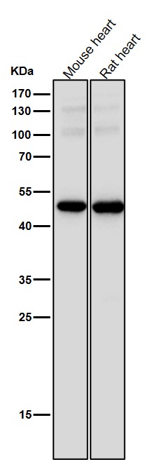 1 - Anti-TEAD1 Rabbit Monoclonal Antibody ABO15902