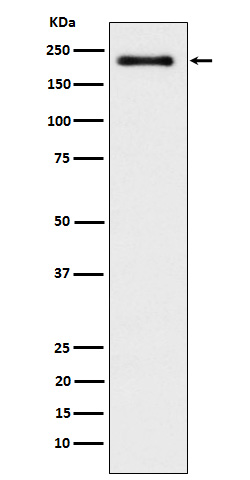 1 - Anti-WRN Rabbit Monoclonal Antibody ABO15903