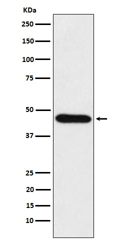 1 - Anti-CDC123 Rabbit Monoclonal Antibody ABO15905