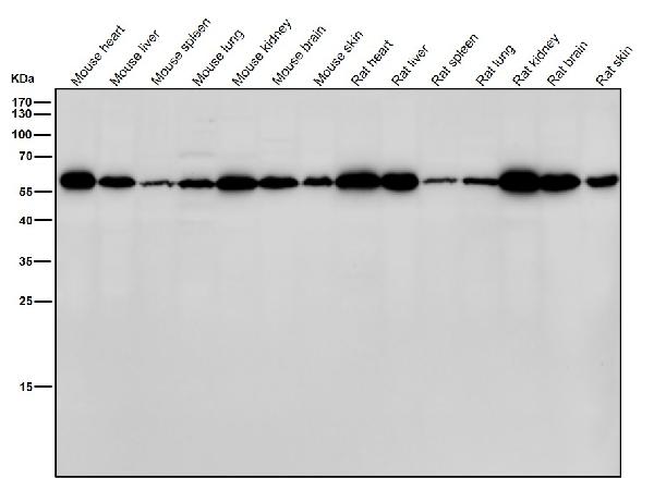 1 - Anti-DLDH Rabbit Monoclonal Antibody ABO15906