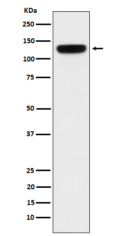 1 - Anti-PER3 Rabbit Monoclonal Antibody ABO15907