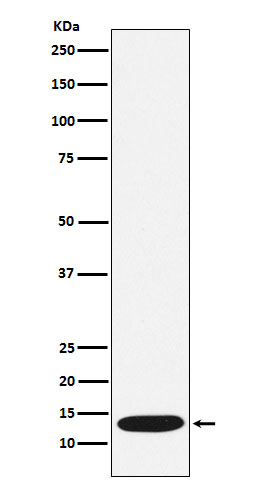 1 - Anti-CCL21 Rabbit Monoclonal Antibody ABO15908