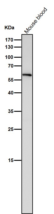 1 - Anti-ANGPTL3 Rabbit Monoclonal Antibody ABO15909