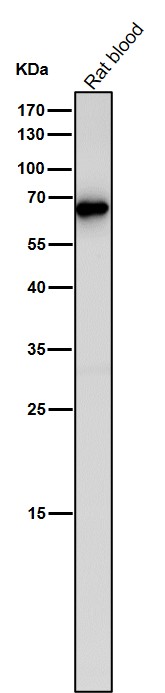 1 - Anti-ANGPTL3 Rabbit Monoclonal Antibody ABO15909