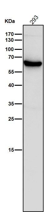 1 - Anti-ANGPTL3 Rabbit Monoclonal Antibody ABO15909
