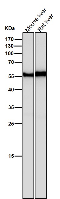 1 - Anti-ANGPTL3 Rabbit Monoclonal Antibody ABO15909