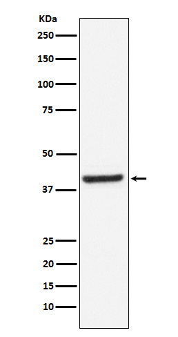 1 - Anti-Inhibin beta A Rabbit Monoclonal Antibody ABO15914