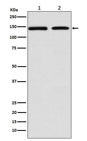 1 - Anti-DNA Polymerase gamma Rabbit Monoclonal Antibody ABO15916