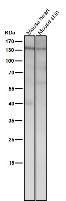 1 - Anti-DNA Polymerase gamma Rabbit Monoclonal Antibody ABO15916