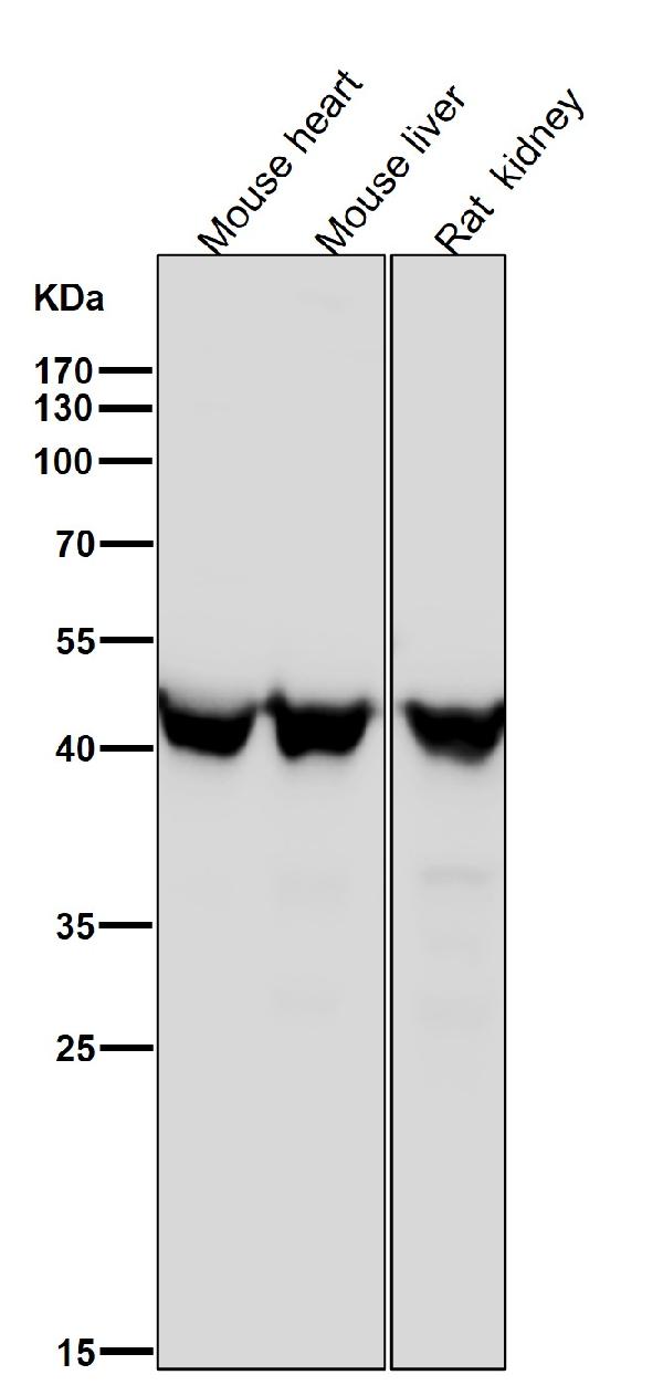 1 - Anti-ESE1 Rabbit Monoclonal Antibody ABO15917