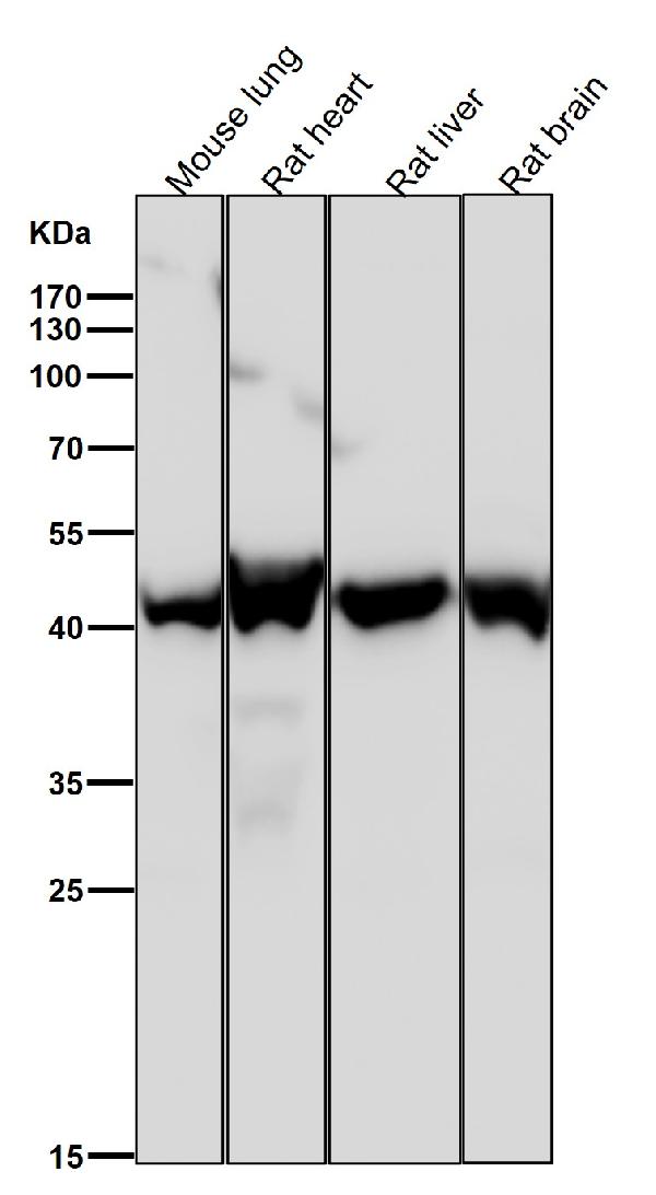 1 - Anti-ESE1 Rabbit Monoclonal Antibody ABO15917