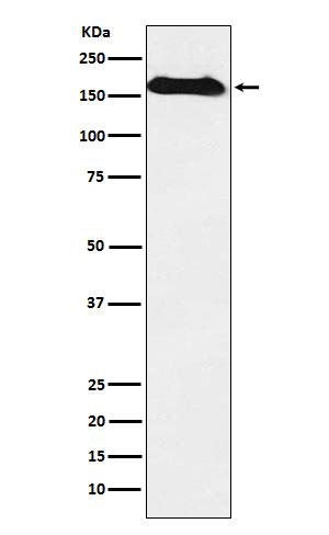 1 - Anti-NAIP Rabbit Monoclonal Antibody ABO15922