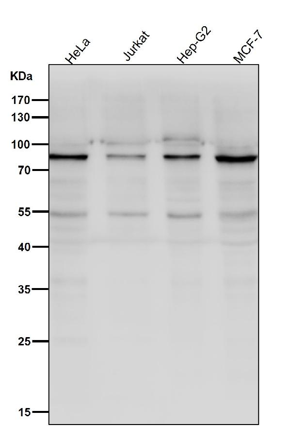 1 - Anti-ACVR2A Rabbit Monoclonal Antibody ABO15923