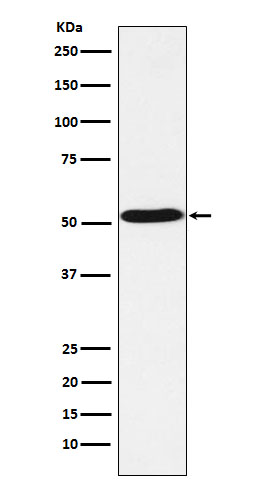 1 - Anti-5HT7 Receptor Rabbit Monoclonal Antibody ABO15924