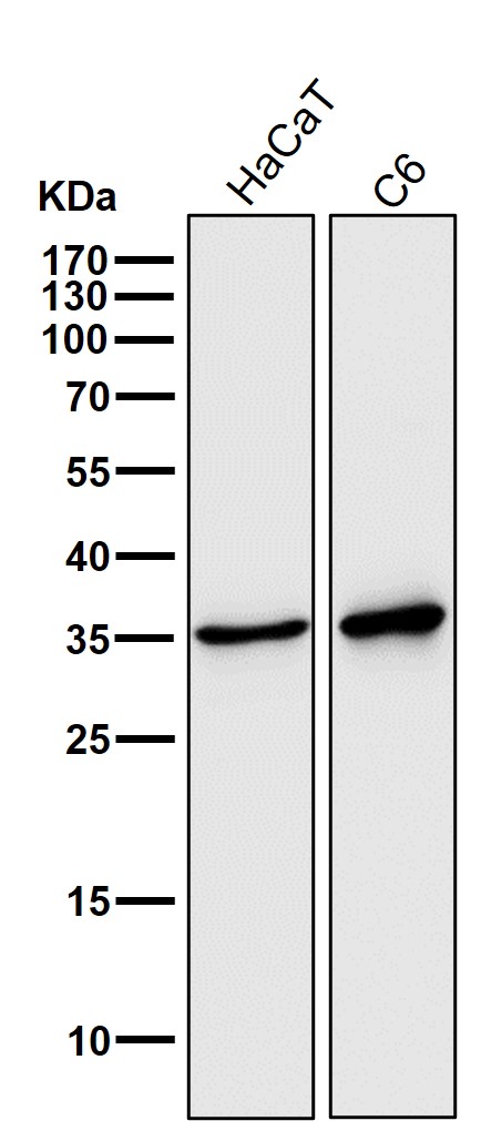 1 - Anti-5HT7 Receptor Rabbit Monoclonal Antibody ABO15924