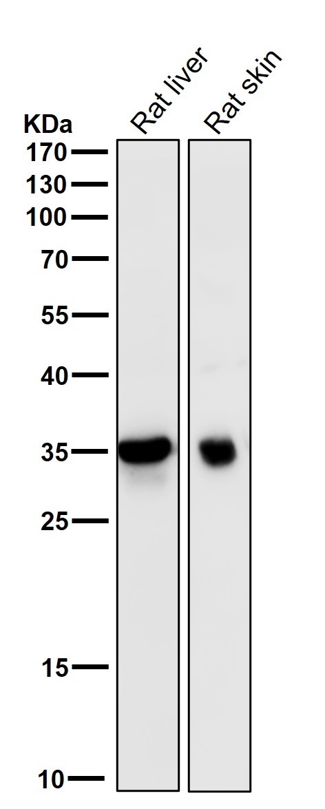 1 - Anti-5HT7 Receptor Rabbit Monoclonal Antibody ABO15924
