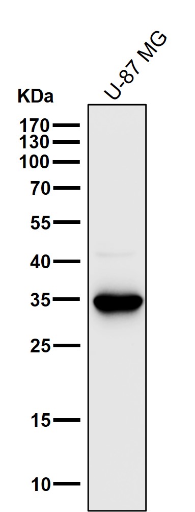 1 - Anti-5HT7 Receptor Rabbit Monoclonal Antibody ABO15924