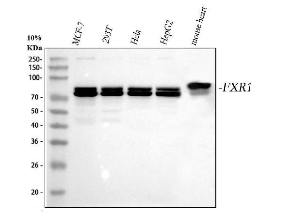 1 - Anti-FXR1 Rabbit Monoclonal Antibody ABO15925
