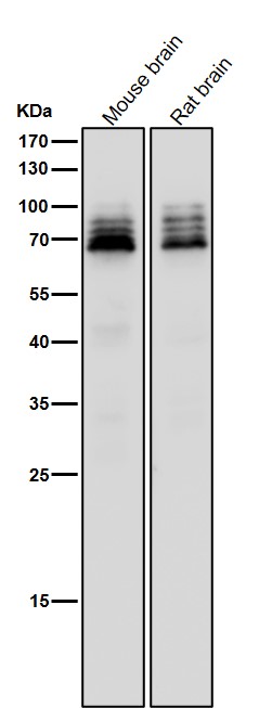 1 - Anti-FXR1 Rabbit Monoclonal Antibody ABO15925