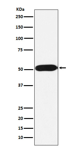 1 - Anti-FKBP38 Rabbit Monoclonal Antibody ABO15927