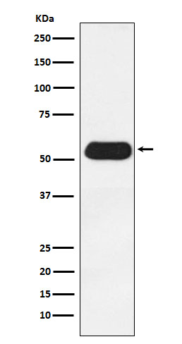 1 - Anti-ESRRG Rabbit Monoclonal Antibody ABO15928