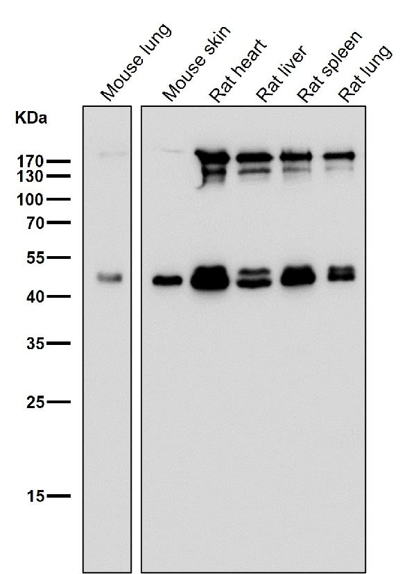 1 - Anti-ESRRG Rabbit Monoclonal Antibody ABO15928