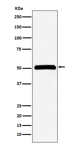 1 - Anti-CELF1 Rabbit Monoclonal Antibody ABO15929