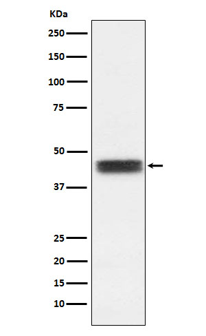 1 - Anti-TFPI Rabbit Monoclonal Antibody ABO15931
