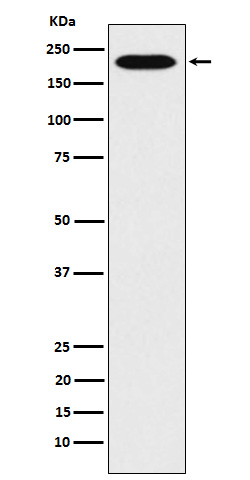 1 - Anti-RhoGAP Rabbit Monoclonal Antibody ABO15934