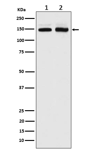 1 - Anti-PI 3 Kinase R4 Rabbit Monoclonal Antibody ABO15935