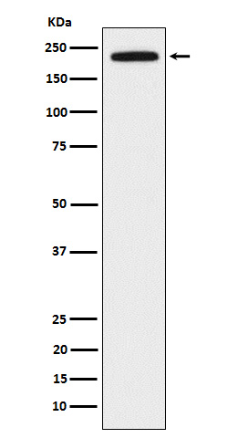 1 - Anti-DOCK2 Rabbit Monoclonal Antibody ABO15936