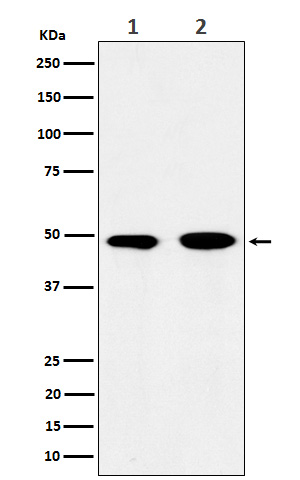 1 - Anti-eIF3e Rabbit Monoclonal Antibody ABO15937