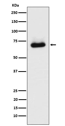1 - Anti-STK39 Rabbit Monoclonal Antibody ABO15938