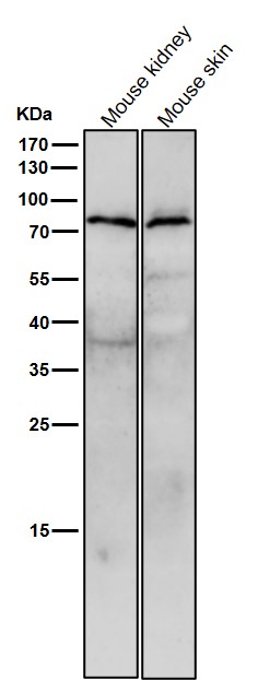 1 - Anti-STK39 Rabbit Monoclonal Antibody ABO15938