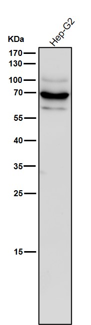 1 - Anti-STK39 Rabbit Monoclonal Antibody ABO15938