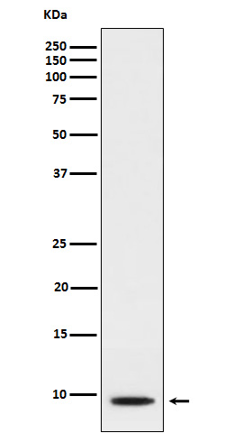 1 - Anti-CXCL5 Rabbit Monoclonal Antibody ABO15941